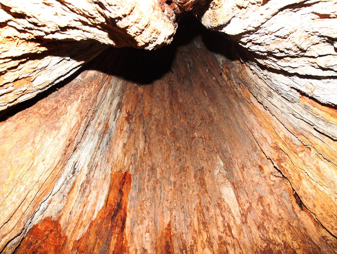 Giant Meru Oak（巨型梅鲁橡树）-非行家旅行-Africa Wild Wander