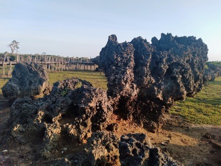 Wasini Island Boardwalk（瓦西尼岛红树林与珊瑚花园栈道）-非行家旅行-Africa Wild Wander
