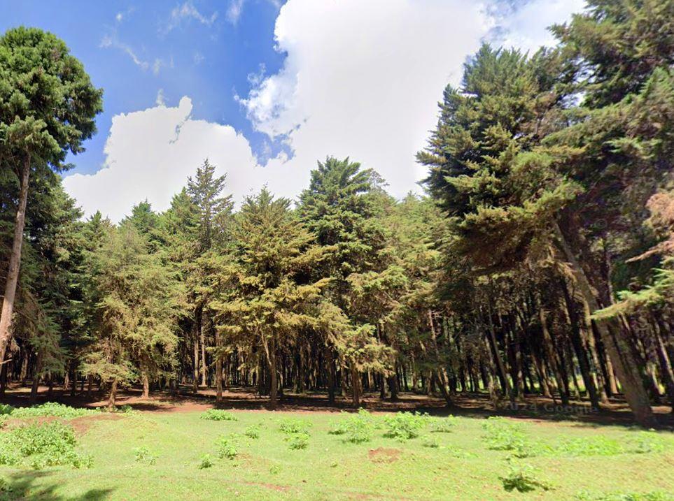 Mucheene Forest（森林 / 水源地）-非行家旅行-Africa Wild Wander