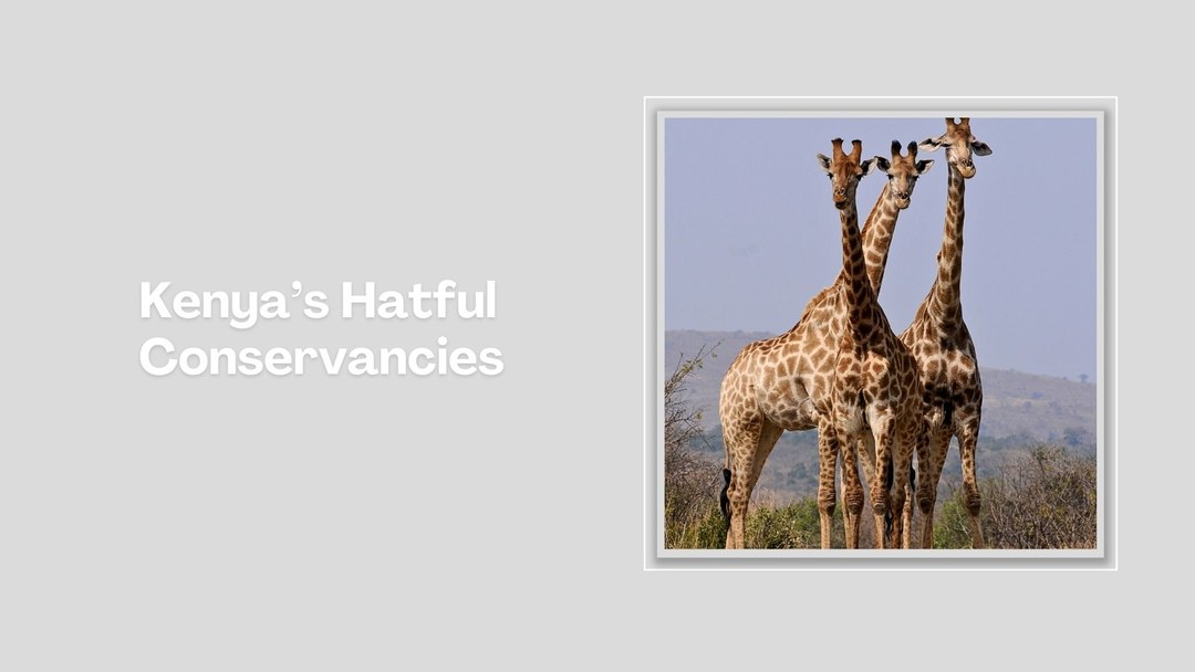 Chuine Conservancy-非行家旅行-Africa Wild Wander