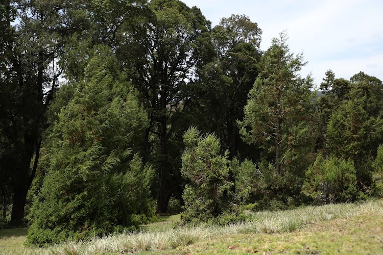 Embobut Forest(自然景观 / 徒步)-非行家旅行-Africa Wild Wander