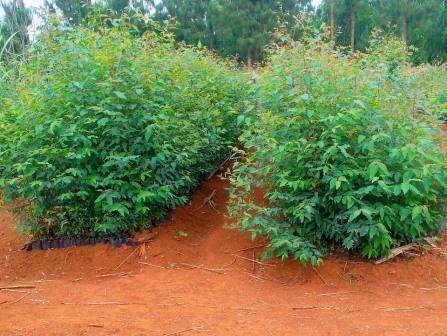 Weru Tea Factory（韦鲁茶厂）-非行家旅行-Africa Wild Wander
