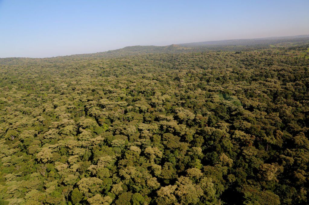 Kirisia Forest（山地 / 高原 / 荒漠地貌）-非行家旅行-Africa Wild Wander