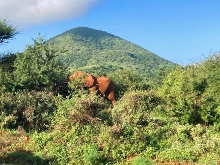 Kitchwa Tembo Hill(Tsavo West / 火山与泉水)-非行家旅行-Africa Wild Wander