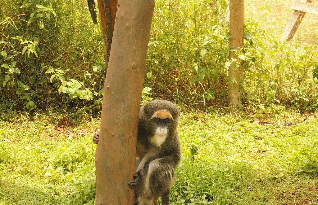 Buteyo Miti Park（自然景观 / 徒步）-非行家旅行-Africa Wild Wander