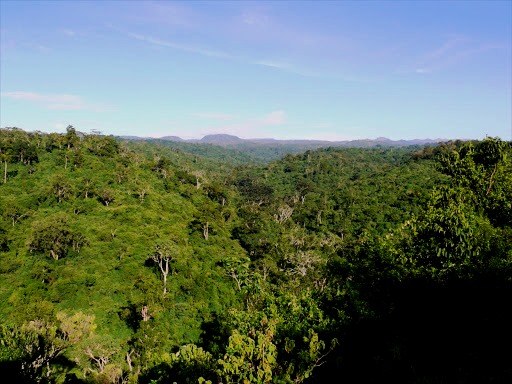 Aberdare Forest（阿伯德尔森林）-非行家旅行-Africa Wild Wander