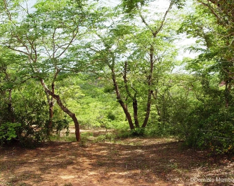Dakatcha Woodland（水系 / 湖泊 / 海岸）-非行家旅行-Africa Wild Wander