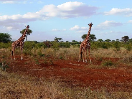 Ikweta Safari Camp（Meru National Park / Safari）-非行家旅行-Africa Wild Wander