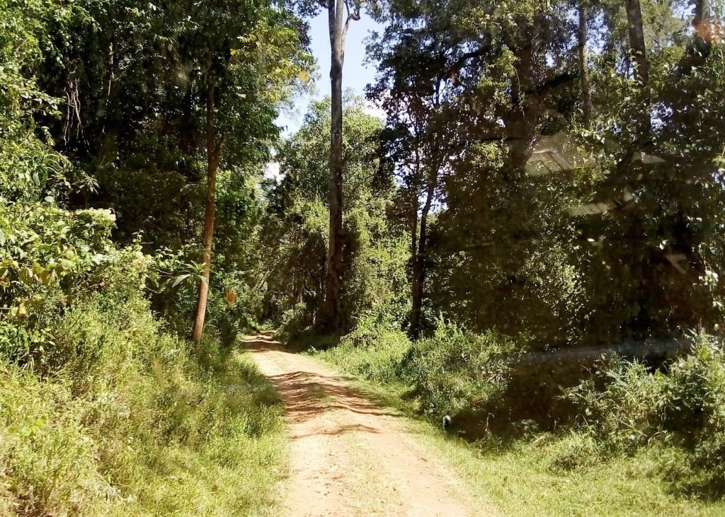 Kakamega Forest（卡卡梅加森林）-非行家旅行-Africa Wild Wander