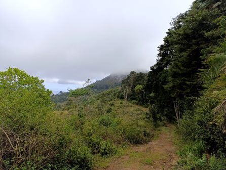 Ngangao Forest（恩冈高森林）-非行家旅行-Africa Wild Wander