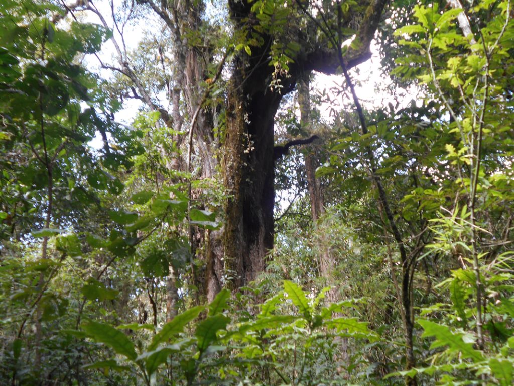 Koibatek Forest-非行家旅行-Africa Wild Wander