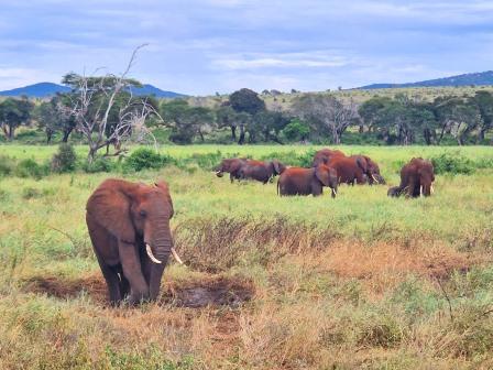 LUMO Wildlife Conservancy（LUMO 野生动物保护地）-非行家旅行-Africa Wild Wander