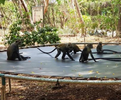 Colobus Conservation(迪亚尼疣猴保护中心)-非行家旅行-Africa Wild Wander