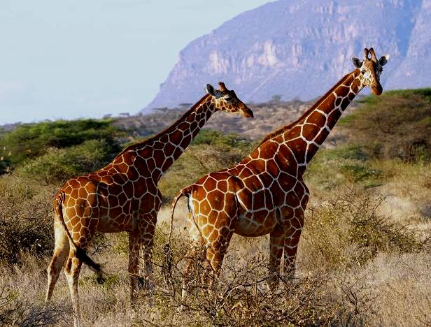 Shaba National Reserve（水系 / 湖泊 / 海岸）-非行家旅行-Africa Wild Wander