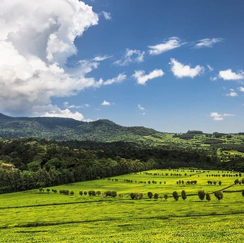 Tinderet Mountain（山地 / 洞穴）-非行家旅行-Africa Wild Wander