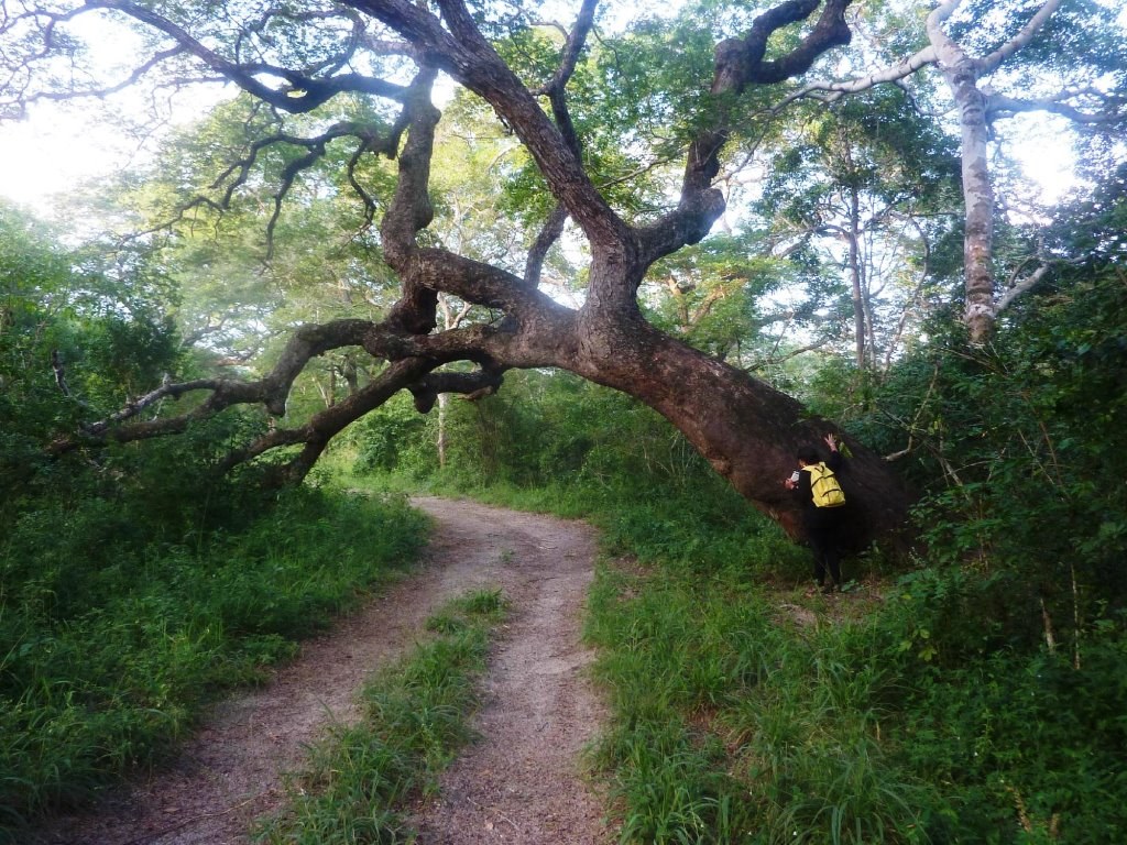 Arabuko Sokoke Forest（历史遗产 / 博物馆）-非行家旅行-Africa Wild Wander