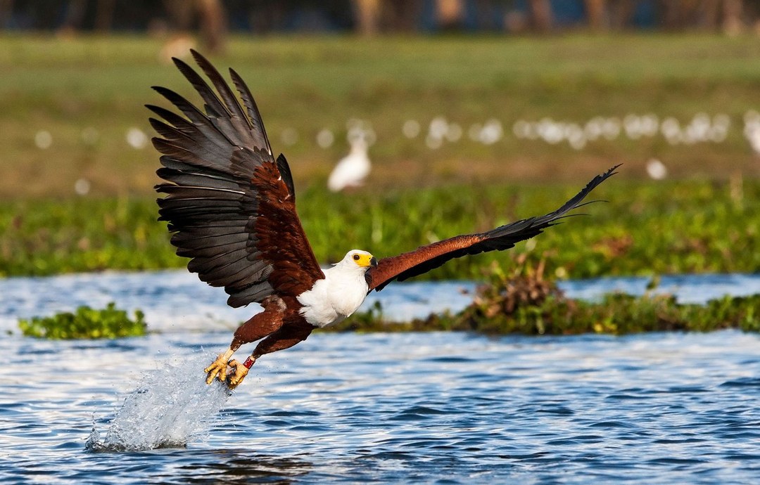 Lake Baringo-非行家旅行-Africa Wild Wander