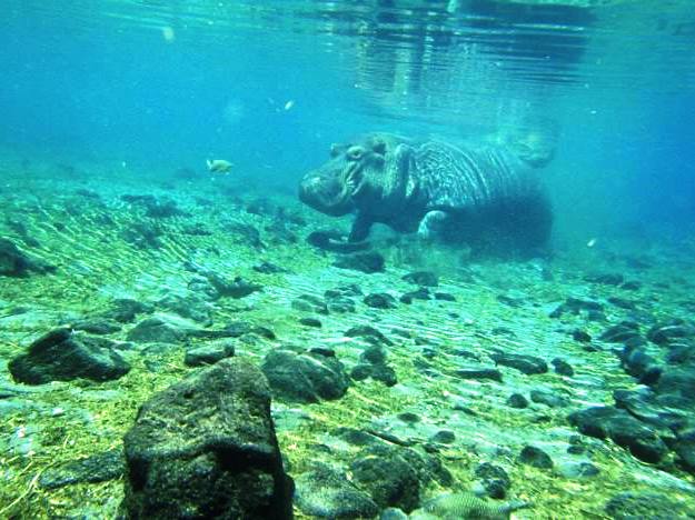Mzima Springs（姆兹马泉）-非行家旅行-Africa Wild Wander