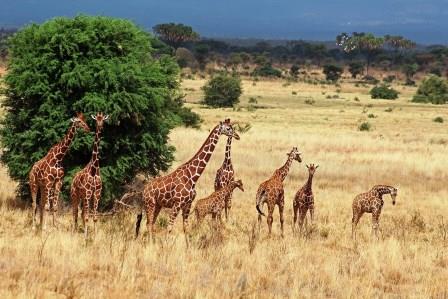 Aberdares National Park, Nairobi National Park, Tsavo National Parks, Shimba Hills National Park, Masai Mara National Reserve（水系 / 湖泊 / 海岸）-非行家旅行-Africa Wild Wander
