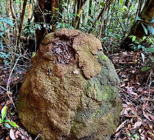 Theemwe Springs（Mount Kenya / 高山路线）