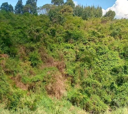 Kesses Falls(凯塞斯瀑布)-非行家旅行-Africa Wild Wander