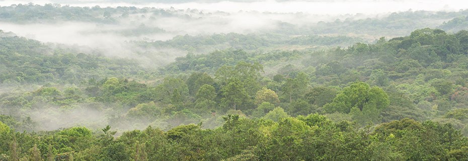 Forests of Kenya（自然景观 / 徒步）-非行家旅行-Africa Wild Wander