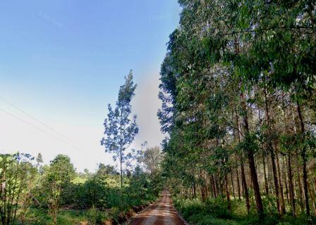 Njukiini Forest（恩朱基尼森林）-非行家旅行-Africa Wild Wander