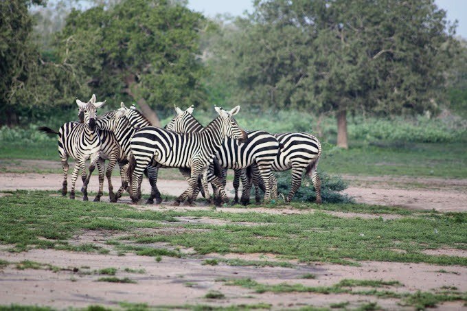 Arawale National Reserve（水系 / 湖泊 / 海岸）-非行家旅行-Africa Wild Wander