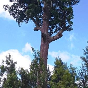 Mutunguruni Tree（穆通古鲁尼古树）-非行家旅行-Africa Wild Wander