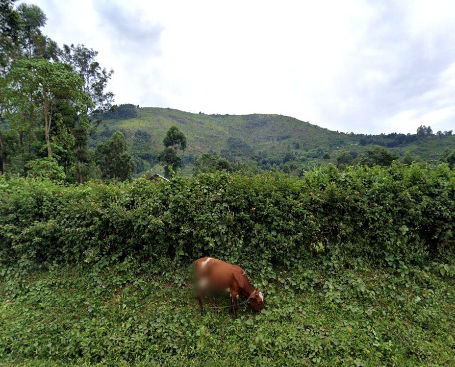 North Nandi Forest(北南迪森林)-非行家旅行-Africa Wild Wander