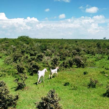 Chepalungu Forest(水系 / 湖泊 / 海岸)-非行家旅行-Africa Wild Wander