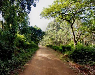 Njukiini Forest（恩朱基尼森林）-非行家旅行-Africa Wild Wander