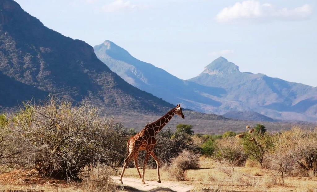 Mathews Range（马修斯山脉）-非行家旅行-Africa Wild Wander