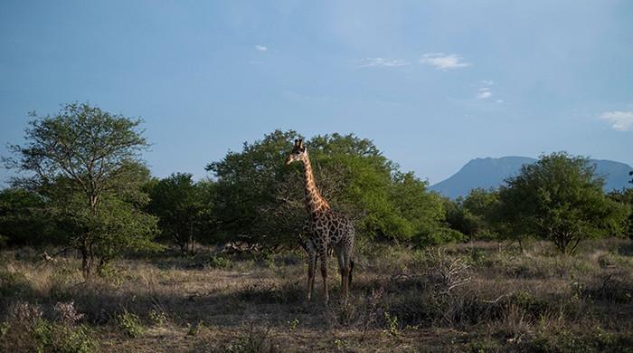 Bour-Algi Giraffe Sanctuary（国家公园 / 保护区 / Safari）-非行家旅行-Africa Wild Wander