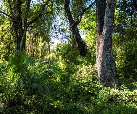 Dodori National Reserve（多多里国家保护区）-非行家旅行-Africa Wild Wander