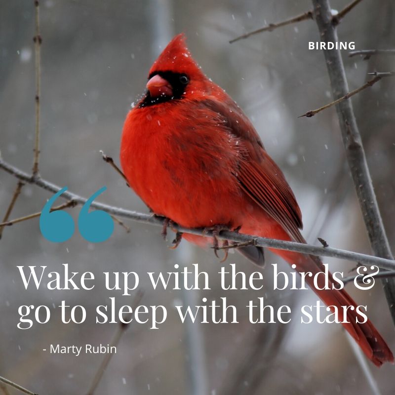 Birding in Kenya（国家公园 / 保护区 / Safari）-非行家旅行-Africa Wild Wander