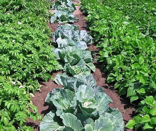 Nogirwet Irrigation Scheme（县域目的地 / 专题资料）-非行家旅行-Africa Wild Wander