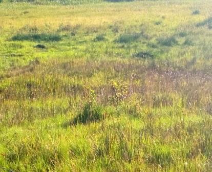 Kiplolok Springs（产业 / 地方资源）-非行家旅行-Africa Wild Wander