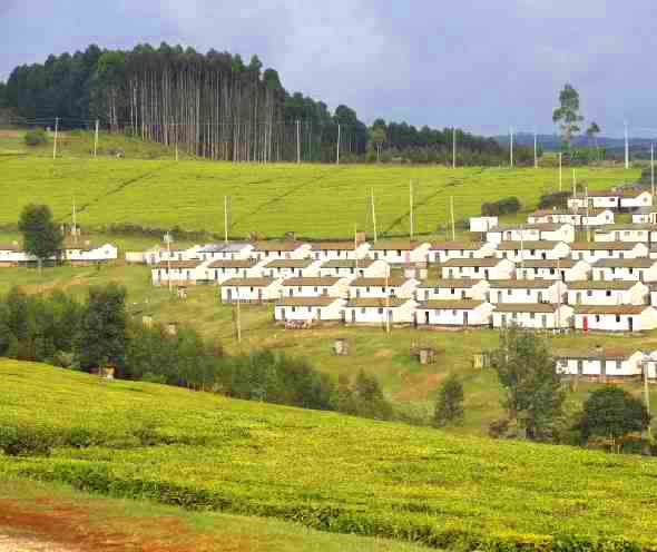 Chelimo Arboretum(森林 / 树木园)-非行家旅行-Africa Wild Wander