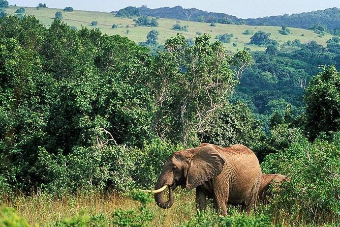 Mwaluganje Elephant Sanctuary（姆瓦卢甘杰大象保护区）-非行家旅行-Africa Wild Wander