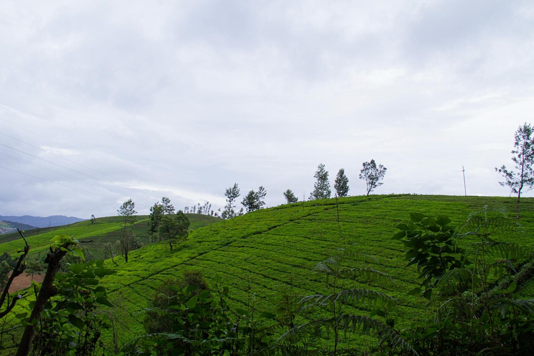 Nyamira County（尼亚米拉县）-非行家旅行-Africa Wild Wander