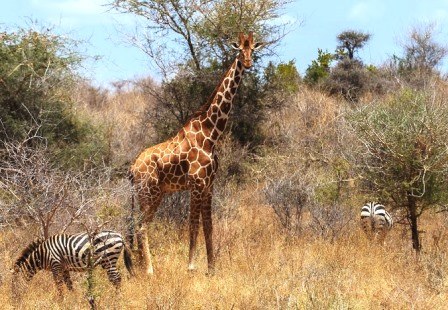 Meru County（梅鲁县）-非行家旅行-Africa Wild Wander