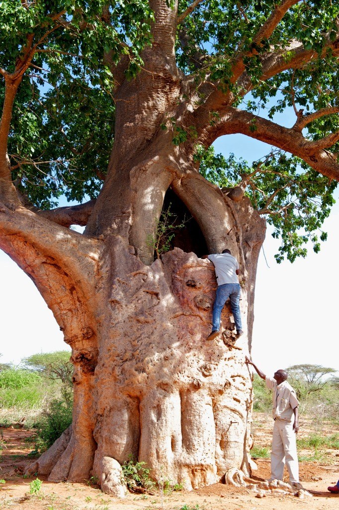 The Sniper Tree（一战遗址 / 纪念地）-非行家旅行-Africa Wild Wander