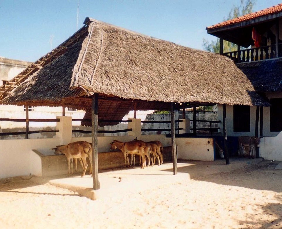 Lamu Donkey Sanctuary（拉穆驴保护中心）-非行家旅行-Africa Wild Wander