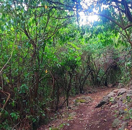 Fort Ternan Museum（福特特南史前遗址博物馆）-非行家旅行-Africa Wild Wander