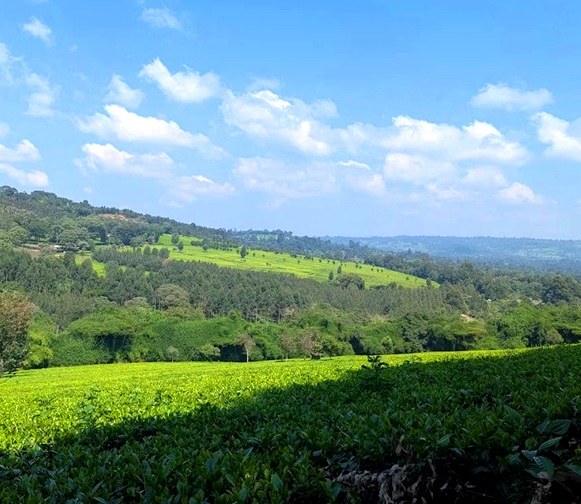 Chesumot Estate（县域目的地）-非行家旅行-Africa Wild Wander