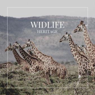 Safari Essentials（国家公园 / 保护区 / Safari）-非行家旅行-Africa Wild Wander