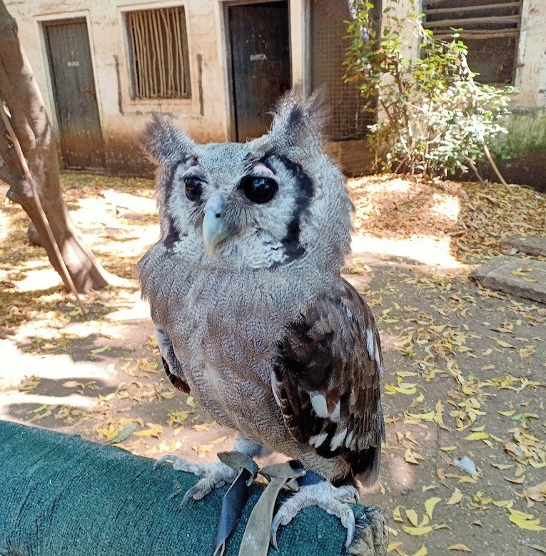 Falconry of Kenya（国家公园 / 保护区 / Safari）-非行家旅行-Africa Wild Wander