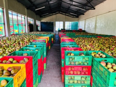 Kalamba Fruit Factory（卡兰巴水果加工厂）-非行家旅行-Africa Wild Wander