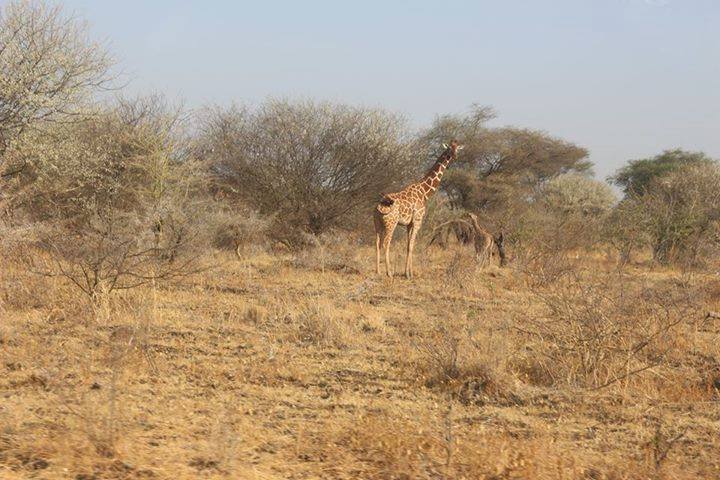 Mount Kenya National Park, Mwea National Reserve, Bour-Algi Giraffe Sanctuary, Rahole & Arawale National Reserves（水系 / 湖泊 / 海岸）-非行家旅行-Africa Wild Wander